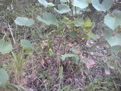 IMG_20160731_113651.jpg (223.97 KiB) Osservato 1973 volte IMG_20160731_113651.jpg