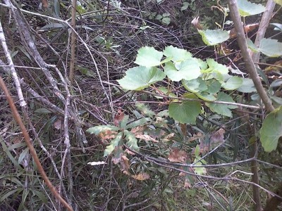 IMG_20160731_113829.jpg (223.16 KiB) Osservato 1952 volte IMG_20160731_113829.jpg