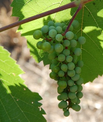 253.JPG (200.92 KiB) Osservato 491 volte 253.JPG