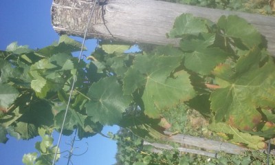 20160811_170146.jpg (84.76 KiB) Osservato 623 volte 20160811_170146.jpg