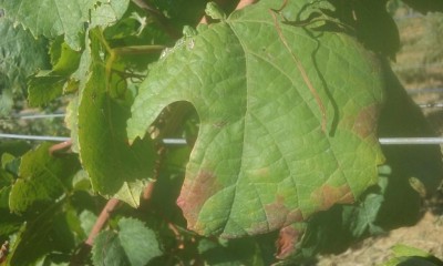 20160811_170131.jpg (67.21 KiB) Osservato 621 volte 20160811_170131.jpg