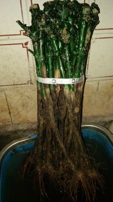 senza targhetta / 20161214_210444.jpg 20161214_210444.jpg