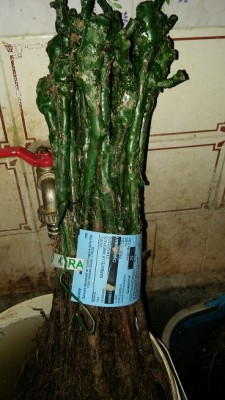 con targhetta / 20161214_210533.jpg 20161214_210533.jpg