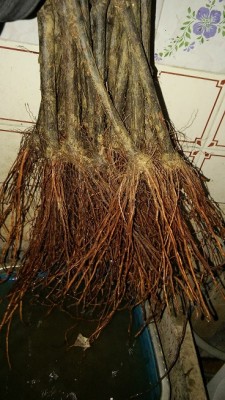 radici del mazzo senza targhetta / 20161214_210651.jpg 20161214_210651.jpg