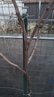 IMG_20170126_173626 (2).jpg (128.9 KiB) Osservato 560 volte IMG_20170126_173626 (2).jpg