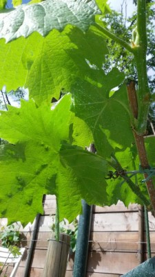 IMG-20170416-WA0004.jpg (86.97 KiB) Osservato 575 volte IMG-20170416-WA0004.jpg