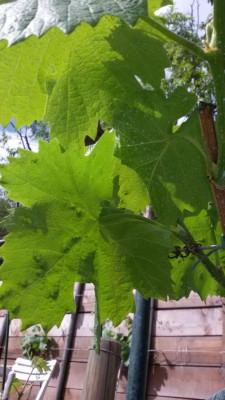 IMG-20170416-WA0003.jpg (81.11 KiB) Osservato 575 volte IMG-20170416-WA0003.jpg