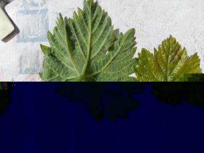 20170416_103325.jpg (116.85 KiB) Osservato 495 volte 20170416_103325.jpg