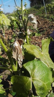 vigneto.jpg (98.96 KiB) Osservato 553 volte vigneto.jpg