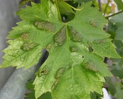 a me sembra fillossera / 20170503_161700.jpg 20170503_161700.jpg