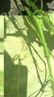 i grappolini sono rimasti cosi piccoli e a muoverli, si spezzano. / IMG-20170526-WA0002.jpg IMG-20170526-WA0002.jpg