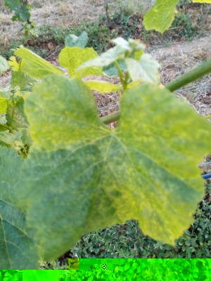 IMG_20170607_203820.jpg (104.4 KiB) Osservato 507 volte IMG_20170607_203820.jpg