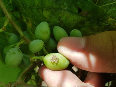 20170710_172431.jpg (64.88 KiB) Osservato 619 volte 20170710_172431.jpg