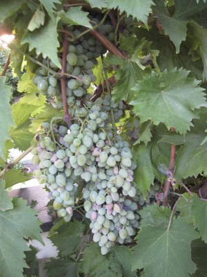 uva francese 8-8-012.jpg (75.22 KiB) Osservato 564 volte uva francese 8-8-012.jpg