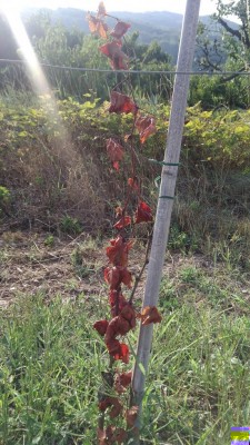 P_20170808_182211.jpg (158.22 KiB) Osservato 661 volte P_20170808_182211.jpg