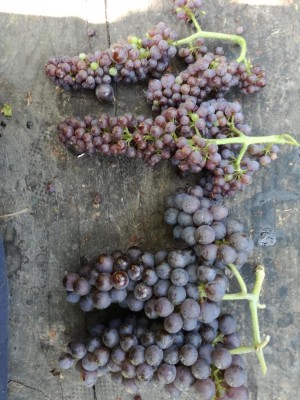 Confront grappolo malato con grappolo standard. / IMG_20170825_102543.jpg IMG_20170825_102543.jpg