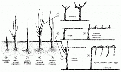 allfig1.gif (63.14 KiB) Osservato 1001 volte allfig1.gif