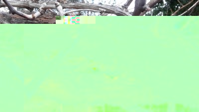 potrei innestare sul tronco principale , su quello medio visibile in foto o su tralcio giovane: cosa ne dite? / tronco vite.jpg tronco vite.jpg