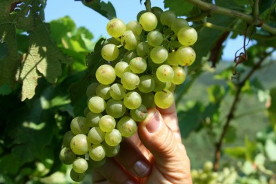 fitotossicità bicarbonato K.JPG (76 KiB) Osservato 4273 volte fitotossicità bicarbonato K.JPG