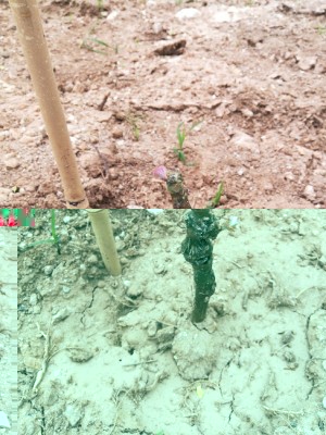 Negroamaro - due germogli / 1.jpg 1.jpg