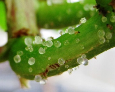 Pearl Bodies.j su vitepg.jpg (54.06 KiB) Osservato 3762 volte Pearl Bodies.j su vitepg.jpg