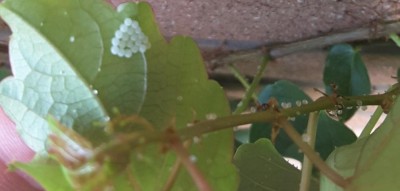 vite americana - pearl bodies.jpg (40.26 KiB) Osservato 556 volte vite americana - pearl bodies.jpg