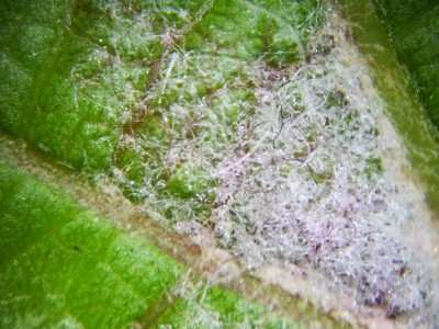 erinosi vite.JPG (140.06 KiB) Osservato 692 volte erinosi vite.JPG