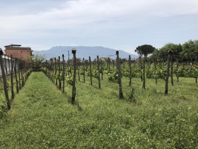 Panoramica vigneto / IMG_2481 2.JPG IMG_2481 2.JPG