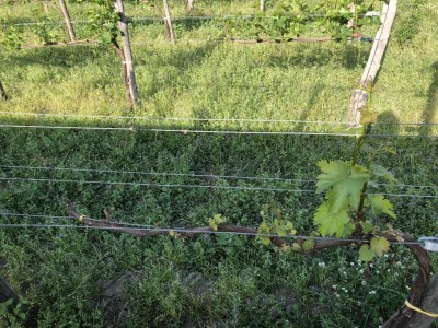 Dettaglio vite / IMG_2530.JPG IMG_2530.JPG