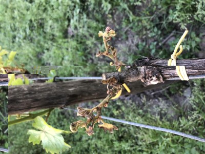 Dettaglio sperone / IMG_2535.JPG IMG_2535.JPG