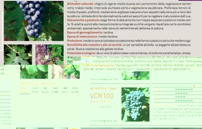 montepulciano.jpg (202.02 KiB) Osservato 1409 volte montepulciano.jpg