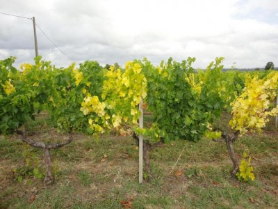 re-franciaclorosiferrica9.jpg (128.71 KiB) Osservato 747 volte re-franciaclorosiferrica9.jpg