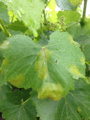 Pagina superiore foglia Cannonau. / 01.jpg 01.jpg