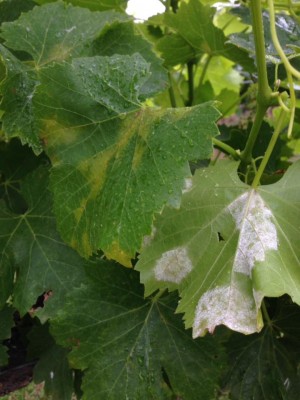 Pagina inferiore foglia Cannonau. / 02.jpg 02.jpg