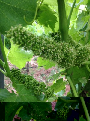 Attuale sviluppo dei grappoli Cannonau. / 03.jpg 03.jpg