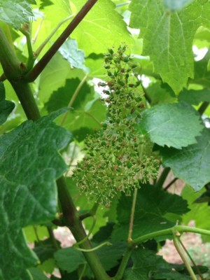 Sviluppo grappoli Sangiovese. / 04.jpg 04.jpg