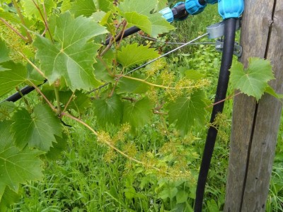 IMG_20180607_180718.jpg (163.09 KiB) Osservato 582 volte IMG_20180607_180718.jpg