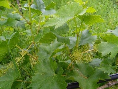 IMG_20180607_180728.jpg (122.67 KiB) Osservato 582 volte IMG_20180607_180728.jpg