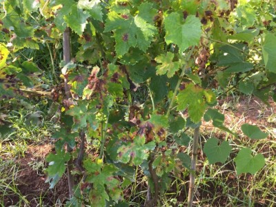Aspetto globale pianta montepulciano / IMG_2774.JPG IMG_2774.JPG