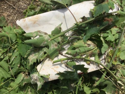taglio dei capi a frutto di MP prima di irrorare il nuovo fungicida sistemico / IMG_2821.JPG IMG_2821.JPG
