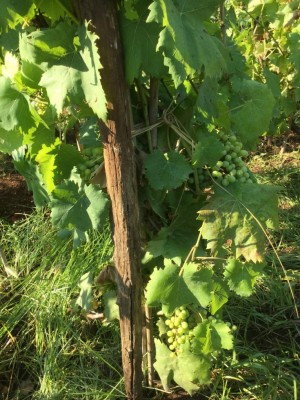 Oltre al primitivo . . . / IMG_2802.JPG IMG_2802.JPG