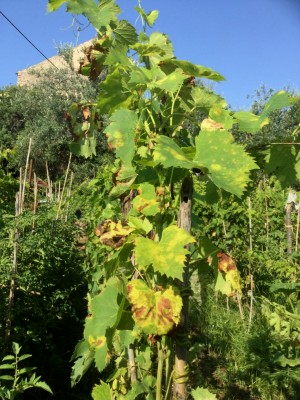 sangiovese R10 K.O. / IMG_2813.JPG IMG_2813.JPG