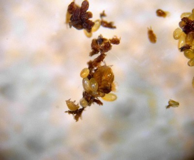 Viteus_vitifoliae5.JPG (100.79 KiB) Osservato 493 volte Viteus_vitifoliae5.JPG