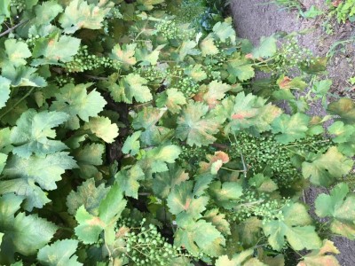 IMG_1141.JPG (174.93 KiB) Osservato 536 volte IMG_1141.JPG