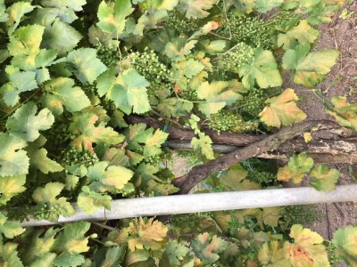 IMG_1142.JPG (171.57 KiB) Osservato 536 volte IMG_1142.JPG