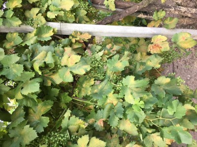 IMG_1143.JPG (161.94 KiB) Osservato 536 volte IMG_1143.JPG