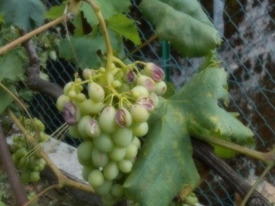 Uva Zibibbo / DSCN0225.JPG DSCN0225.JPG