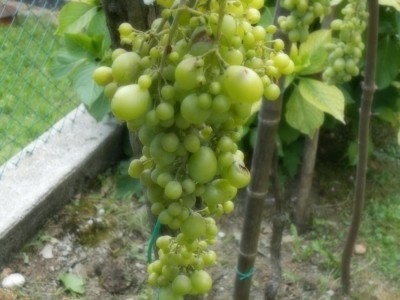 Zibibbo con acini immaturi / DSCN0226.JPG DSCN0226.JPG