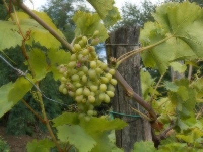 Altro tipo di uva bianca da tavola. / DSCN0228.JPG DSCN0228.JPG