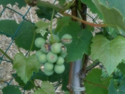 Uva Fragola / DSCN0231.JPG DSCN0231.JPG